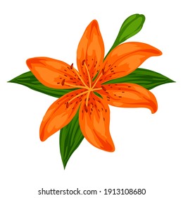 Illustration of blooming lily flower. Decorative beautiful plant.