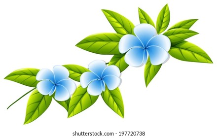 Illustration of the blooming white flowers on a white background