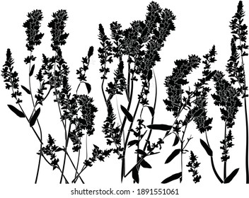 illustration with blossoming grass outlines