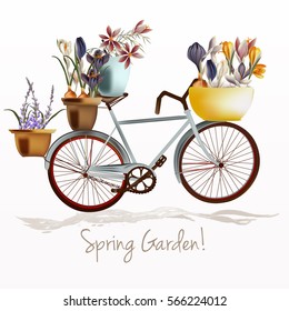 Illustration with blue bicycle and potters full of crocus flowers. Spring garden