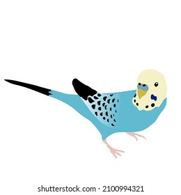 Illustration of a blue budgerigar (white background, vector, cut out)