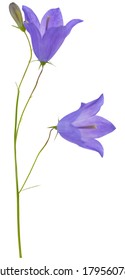 illustration with blue campanula flower isolated on white background