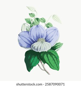 Illustration of a blue flower with green leaves. The flower has detailed petals and leaves. Botanical art with a blue flower and green leaves. Vintage art illustration, vector.