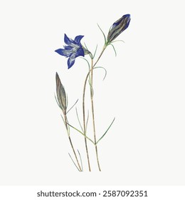 Illustration of a blue flower with slender stems. The blue flower stands out with its delicate petals. Blue flower buds accompany the main bloom. Vintage art illustration, vector.