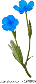 illustration with blue flowers isolated on white background