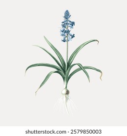 Illustration of a blue hyacinth flower with green leaves and visible roots. The hyacinth flower is depicted in a detailed botanical style on a light background. Vintage flower illustration, vector.