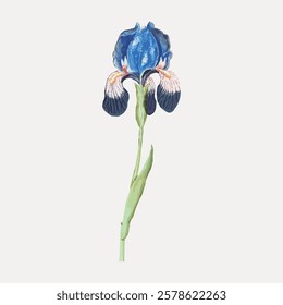 Illustration of a blue iris flower with green stem. The blue iris stands alone, showcasing its vibrant blue petals and delicate structure. Blue iris background. Vintage flower illustration, vector.