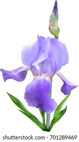 illustration with blue iris isolated on white background
