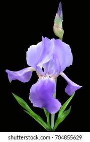 ilustración con iris azul aislado en fondo negro