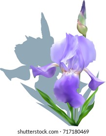 ilustración con iris azul aislado en fondo blanco