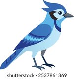 Illustration of Blue Jay Isolated on white