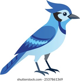 Illustration of Blue Jay Isolated on white