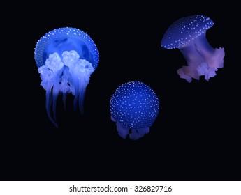 illustration with blue jellyfishes isolated on black background