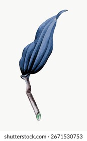 Ilustración de una hoja azul con un diseño simple. La hoja azul sobresale sobre un fondo blanco. El arte de la hoja azul es elegante y minimalista. Vector botánico.