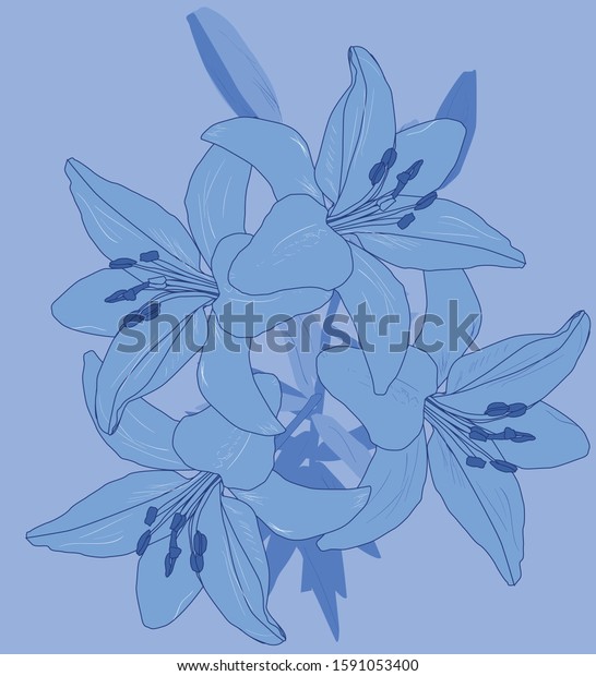 Illustration Blue Lily Flower Silhouette Stock Vector (Royalty Free ...