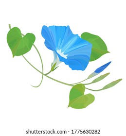 Illustration of blue morning glory in summer. 