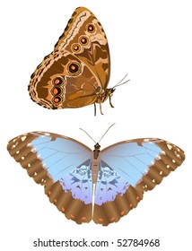 ilustración con morfo azul aislado en fondo blanco
