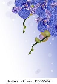 illustration with blue orchid flowers on light background