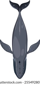 Illustration of a blue whale from above