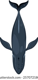 Illustration of a blue whale from above