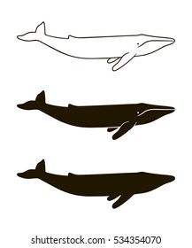 Illustration of blue whale isolated on white background. Realistic proportions