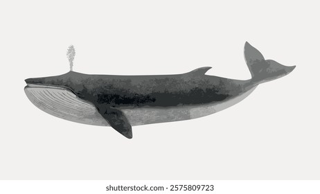 Illustration of a blue whale, showcasing its massive size and distinct features. The whale is depicted in a side view, emphasizing its grandeur and marine beauty. Vintage illustration isolated, vector