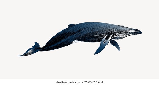 Illustration of a blue whale swimming. The whale's detailed texture and graceful pose highlight its majestic nature. Blue whale art captures ocean beauty. Vintage animal illustration vector.