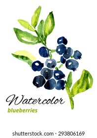 Illustration of a blueberries