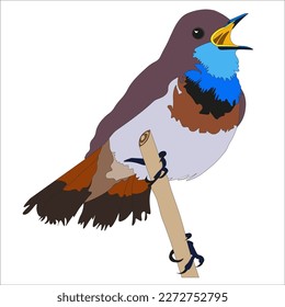 ilustración bluethroat bird es un ave previamente clasificada como miembro de la familia Turdidae, pero ahora incluye Muscicapidae.