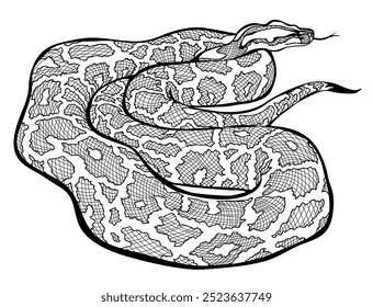 Illustration der Boa-Schlange. Schwarz-Weiß-Seite zum Färben Buch. Tierwelt. Isolierte Zeichnung für Enzyklopädie. Druck für Stoff, Mode, Dekoration, Stickerei, Tapete. Handgezeichneter Vektor