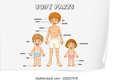 illustration of body parts on a white background