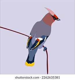 illustration of a bohemian waxwing bird that has the characteristic of wearing a black mask and likes to eat seeds and fruit