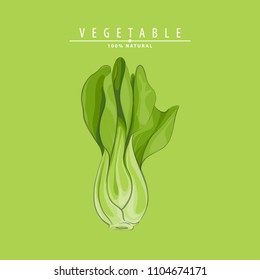 illustration of bok choy vegetable on green background