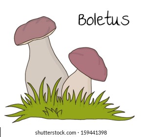 illustration of Boletis over white background