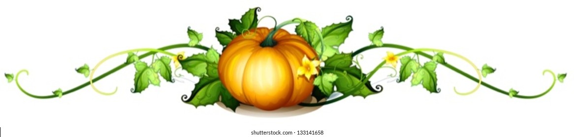 Illustration of a border made of vine plants and a squash on a white background