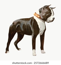 Illustration of a Boston Terrier dog. The Boston Terrier has a black and white coat. The dog wears a brown collar. Boston Terrier standing alert. Vintage animal illustration, vector isolated on white.