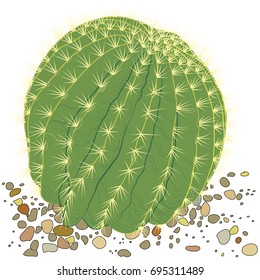 Illustration of a botanical cactus on a white background