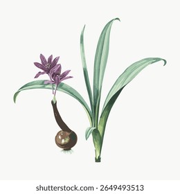 Illustration of a botanical plant with green leaves and purple flowers. Botanical art with detailed green leaves and vibrant purple flowers on a white background. Vintage flower illustration vector.