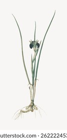 Illustration of a botanical plant with long green leaves and a dark flower. Detailed plant roots. Botanical art showcasing plant structure and beauty. Vintage flower illustration vector.
