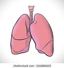 An illustration of both human lungs highlighted in black lines for easy viewing. use in medicine and education