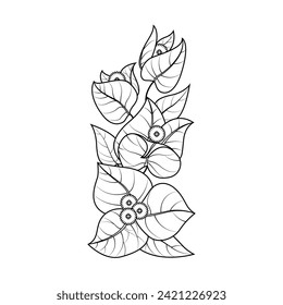 Die Illustration der Blume von Bougainvillea