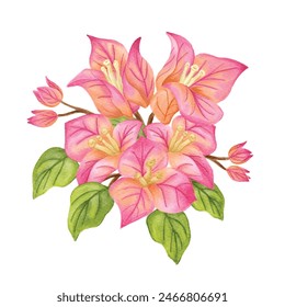 Illustration of bougenville flower with watercolor art style