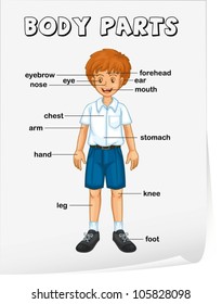 Illustration Of Boy Body Parts