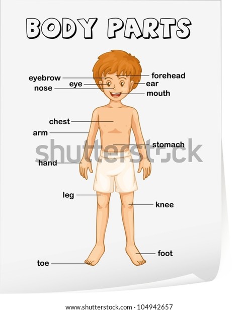 Illustration Boy Body Parts Stock Vector (royalty Free) 104942657