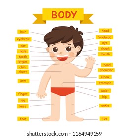 Illustration of Boy body parts diagram.