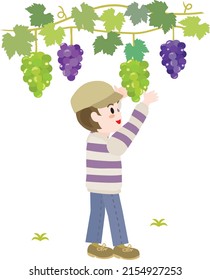 Illustration of a boy doing grape picking.