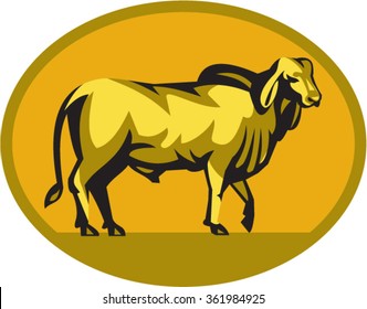 Illustration of a brahman bull looking front viewed from the side set inside oval shape on isolated background done in retro style. 