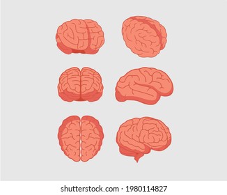 Illustration Of Brain From All Angles