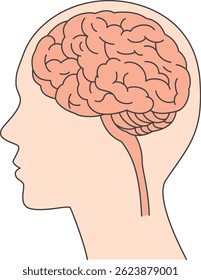 Illustration of the brain inside the human head seen from the side
