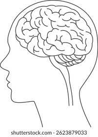 Illustration of the brain inside the human head seen from the side